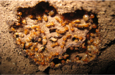 Termites Away