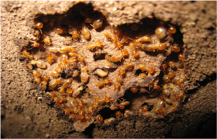 Termites Away