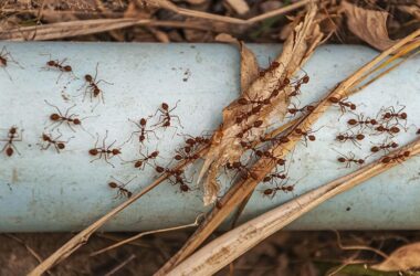 An overhead shot of red ants on the steel blue pipe taken next to Doi Tao Lake, Thailand, Asia