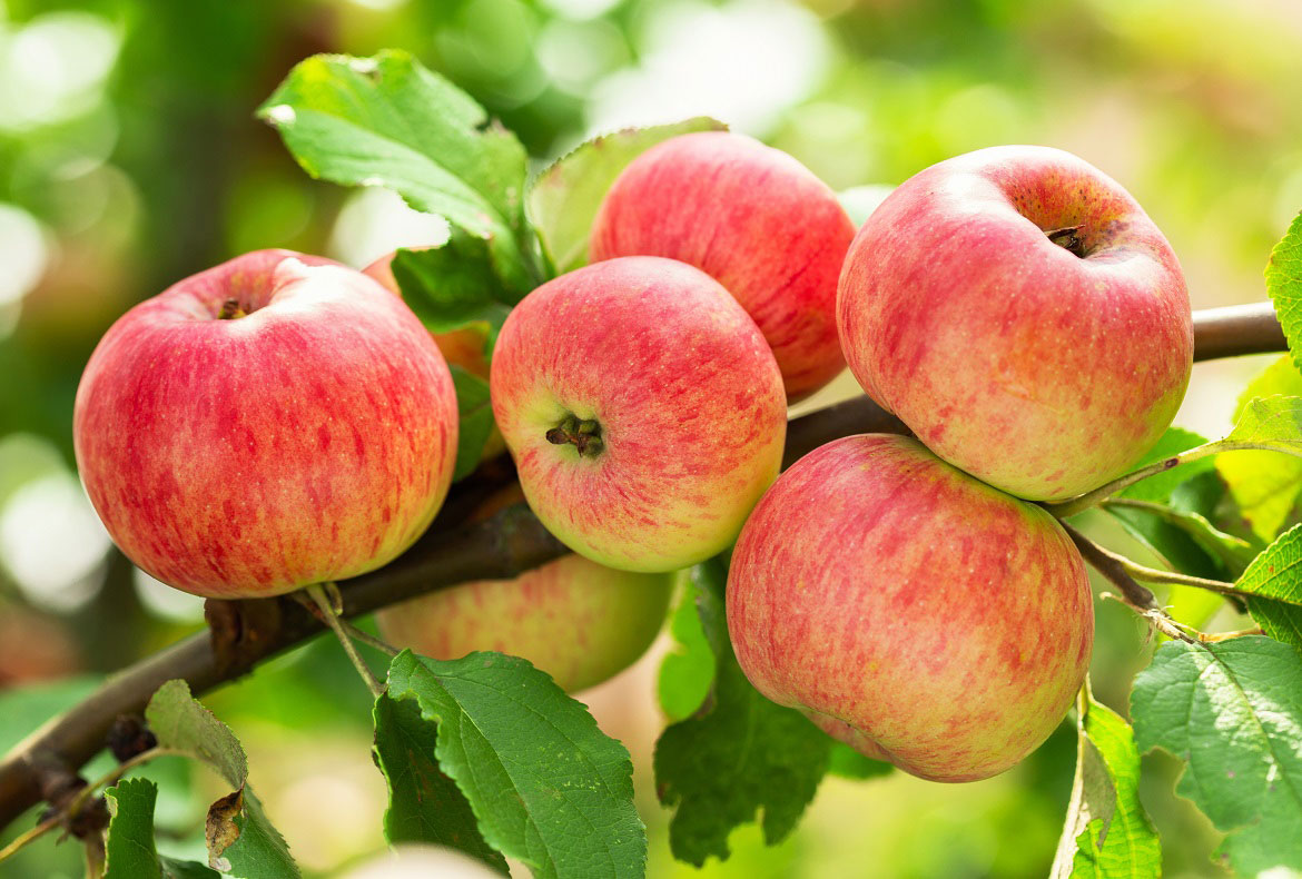 fruit trees for sale