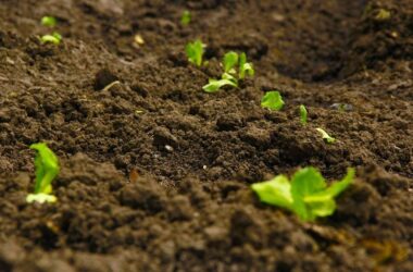 Decoding Soil Health