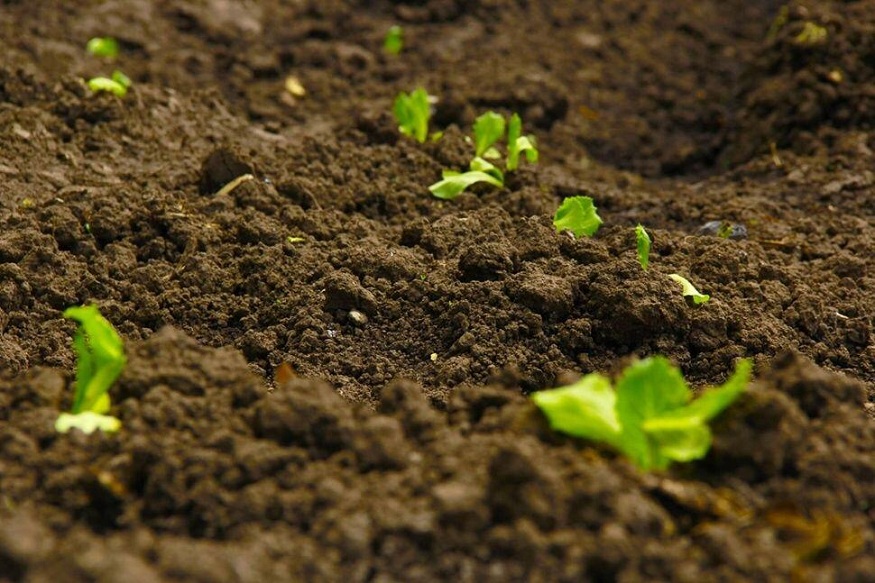 Decoding Soil Health