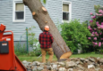 tree trimming Denver