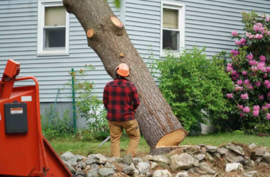 tree trimming Denver