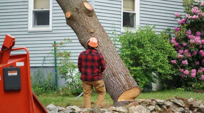 tree trimming Denver