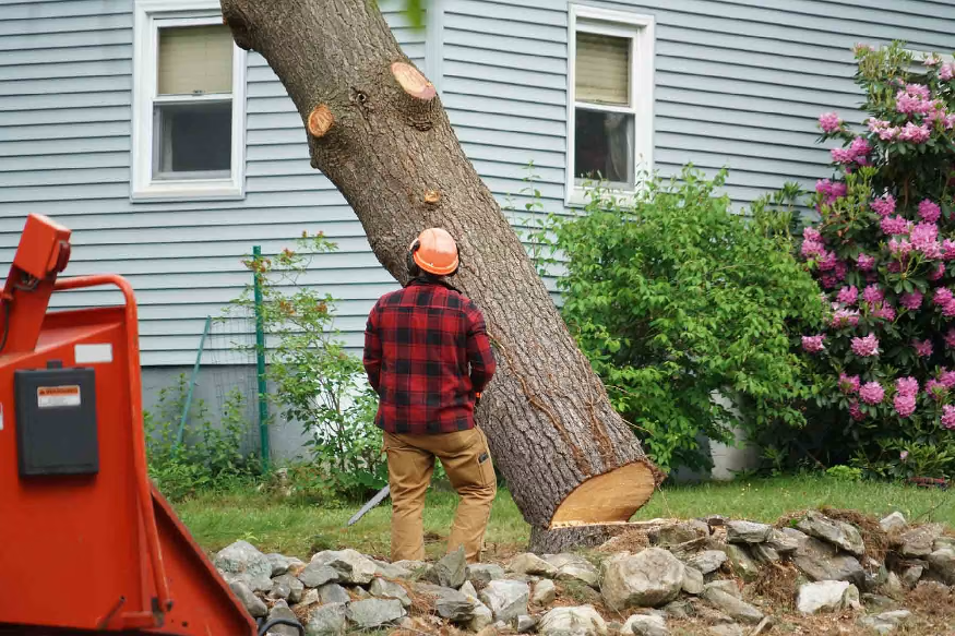 tree trimming Denver